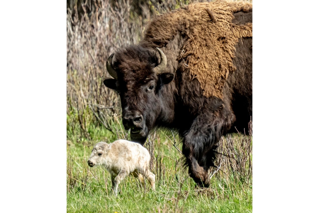 Reported birth of rare white buffalo calf in Yellowstone park fulfills Lakota prophecy