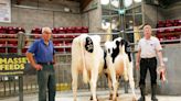Bumper entry at busy Craven Dairy Auction in Skipton