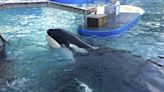 Muere Lolita, la orca que estuvo más 50 años en una "celda de concreto"