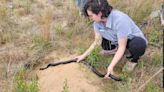 As 41 snakes are released, ‘they’ll hopefully thrive out here’ to help restore ecosystem