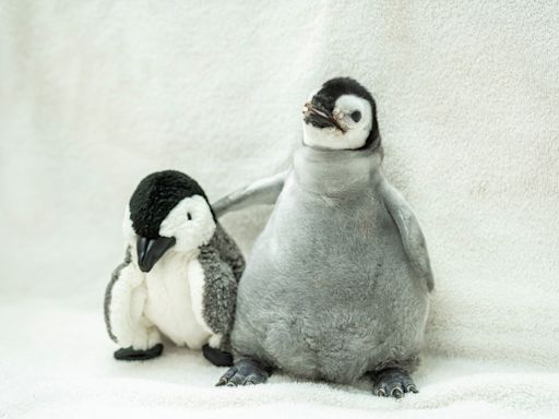 SeaWorld San Diego’s Pearl comes in 3rd place in global most popular penguin contest