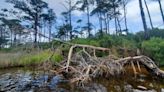 ‘Ghost forests’ are creeping across NC’s coast. Researchers are trying to stop them.