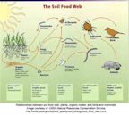 Soil food web