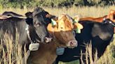 No fences? One cattle rancher is testing the use of virtual fencing in Florida