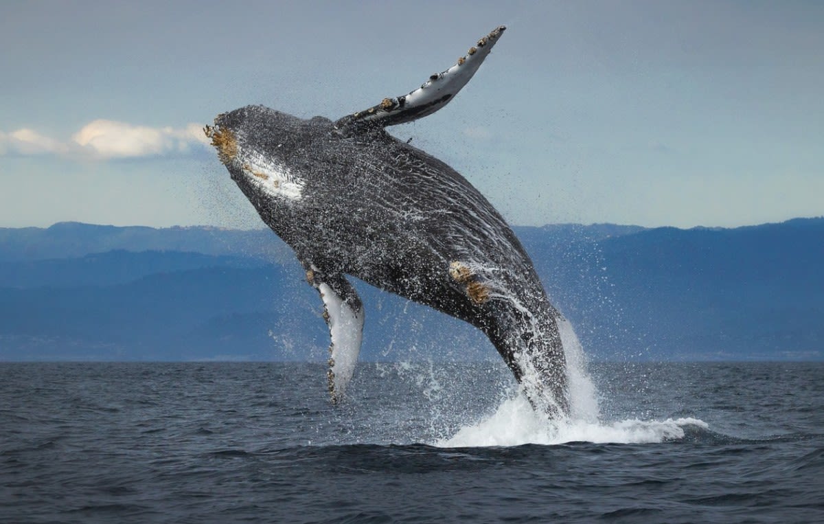 Epic Photobomb: Whale Caught Breaching During Olympic Surfing Semifinals