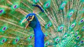 It's peacock mating season, and Texas isn't happy about it