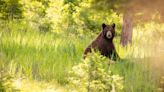 Hungry Bear Steals Family’s Bird Feeder and Attached Camera in Cute Video