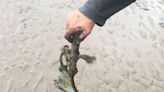 Dangerous spikes left in sand at one of North Wales's most beautiful sandy beaches