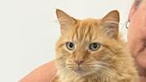 Meet Bubba! This Week's Animal Shelter Society Pet of the Week - WHIZ - Fox 5 / Marquee Broadcasting