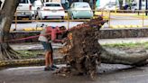 Lluvia en ZMG: Cientos de árboles caen