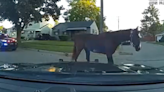 Police catch horse wandering the streets in Inkster