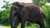 Despite Church Warnings, Tigers and Elephants Threaten Lives in Kerala