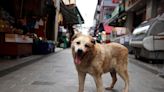 Turkish police scuffle with protesters rallying against bill targeting stray dogs