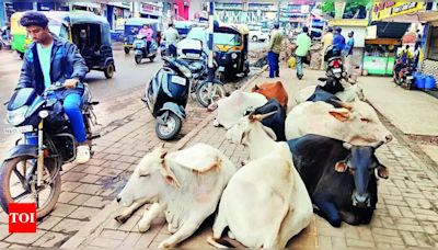 HDMC warns cattle owners about stray cattle menace in Hubballi-Dharwad twin cities | Hubballi News - Times of India