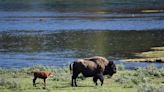 Baby bison euthanized after Yellowstone visitor pushed animal out of river, herd rejected it, park says