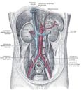 Renal artery