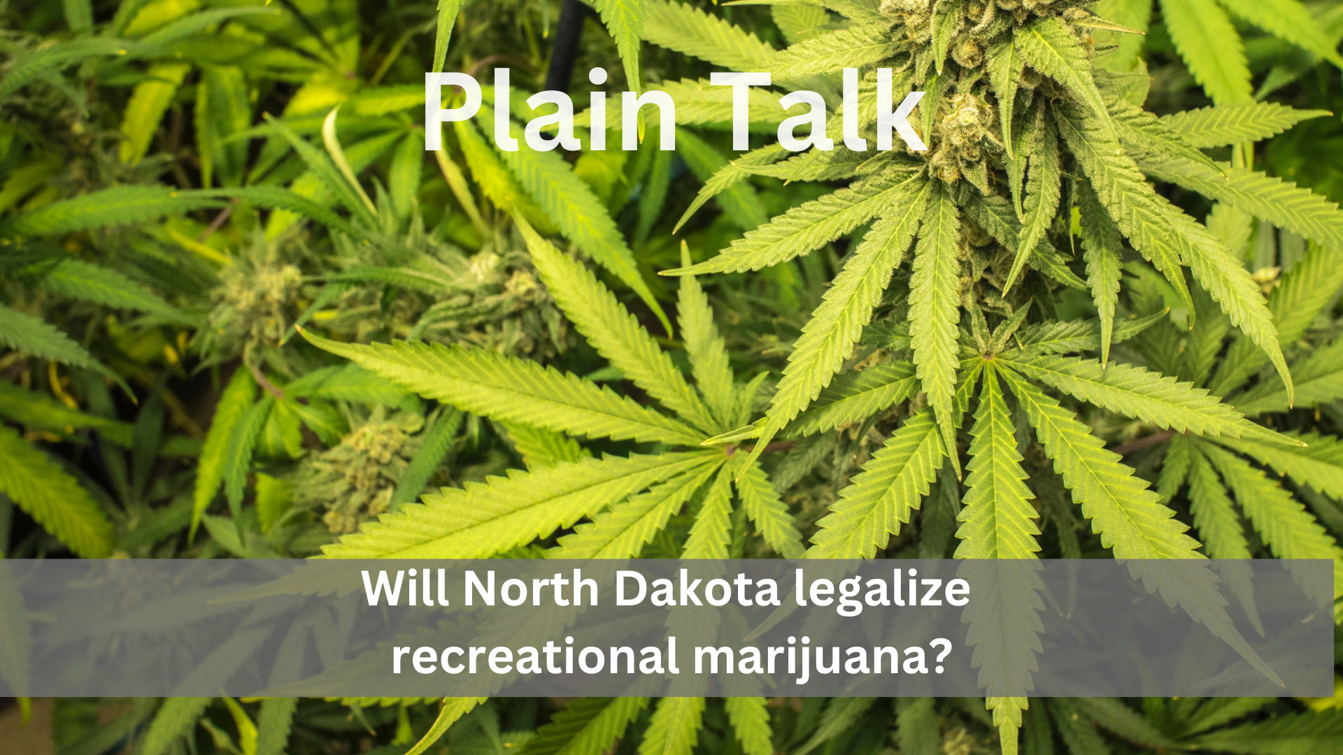 Plain Talk: Will North Dakota legalize recreational marijuana?