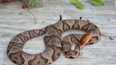 Ohio is home to 3 venomous and rare snake species. What you need to know about them