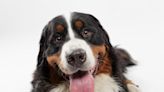 Mom Tries to Teach Bernese Mountain Dog to Speak and Her Reaction Is Adorable