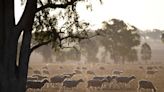 N.Zelanda impondrá tasas a las emisiones por los eructos de ovejas y vacas