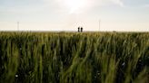 Farmers' financial pain spills from Kansas wheat fields to Main Streets