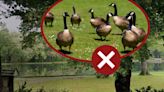 Outrage over NJ town's plans for geese ‘infestation’