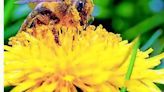 Backing off on cutting lawns boosts pollinators