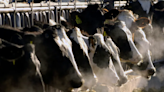 美乳牛場爆H5N1禽流感 現第2宗牛傳人個案