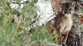 Mountain lion killed after it ‘lost all fear of humans’ and attacked dogs, officials say