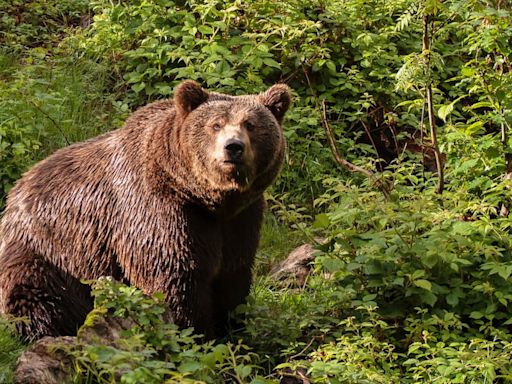 Viral question asks women if they’d rather be alone in the woods with a bear or a man