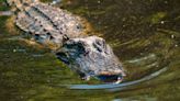 Man bitten by alligator in Florida pond sustains "serious injury"