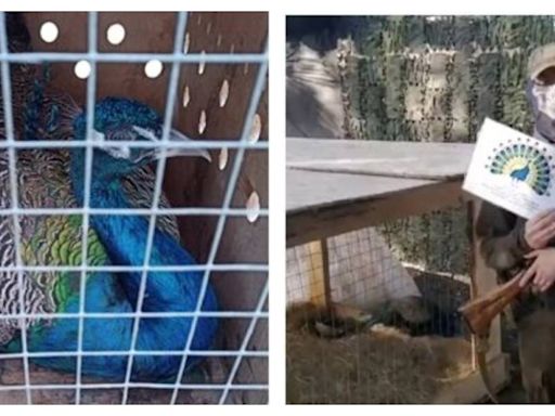 送動物鼓舞士氣！俄動物園送2隻孔雀到前線 俄兵吐露：找到精神上平靜