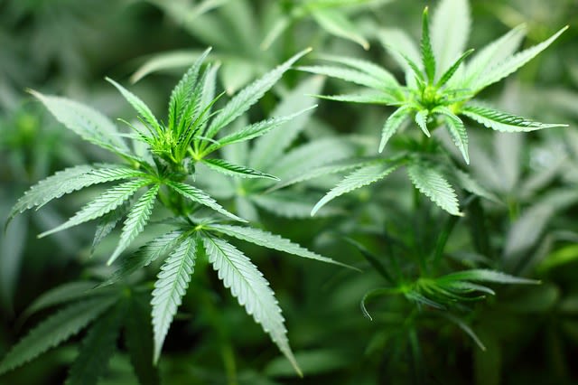 Democrat U.S. Senators Urge DOJ to Reschedule Marijuana