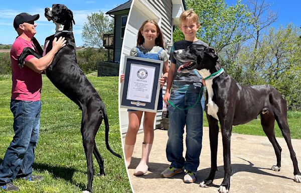 World’s tallest dog, Kevin, dies days after earning Guinness record title