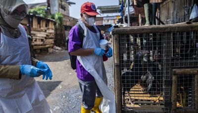 La OMS confirma caso humano de gripe aviar en Australia y rectifica su reporte sobre muerte en México
