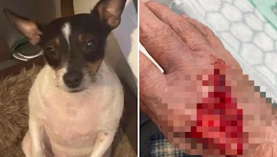 Man, 83, forced to carry dead dog home after it was mauled by XL Bully in Charlton