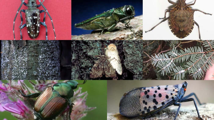 Meet Michigan’s 10 invasive insects: What they are, the damage they cause and what to do about them