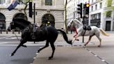 Blood-Soaked Royal Horses Escape and Bolt Through London