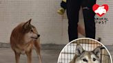 上午獲領養下午流連街上 柴犬獲義工救起再尋家 - 香港動物報 Hong Kong Animal Post