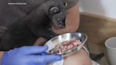 Fresno Chaffee Zoo helping care for endangered fisher kit