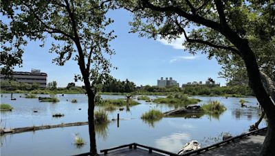 羅東林場貯木池魚群大量死亡 園區飄惡臭遊客敬而遠之