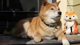 Historia, comportamientos y necesidades del Shiba Inu japonés