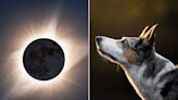 Keeping Dogs and Cats Safe During an Eclipse: Expert Pet Advice on the Spring Solar Eclipse