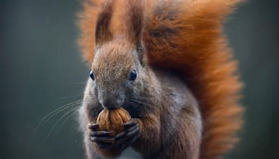 Leprosy in Medieval England Probably Came From Red Squirrels
