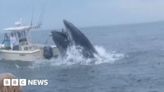 Breaching whale capsizes boat and sends two people overboard