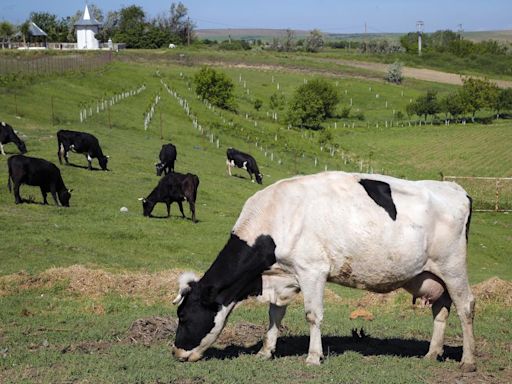 Flatulent cows and pigs will face a carbon tax in Denmark