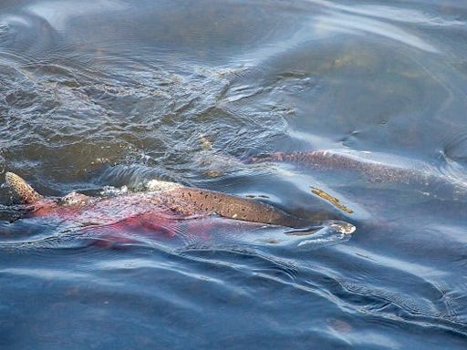 California river salmon fishing season closed for second year due to dramatic declines