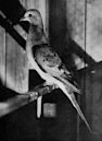 Passenger pigeon