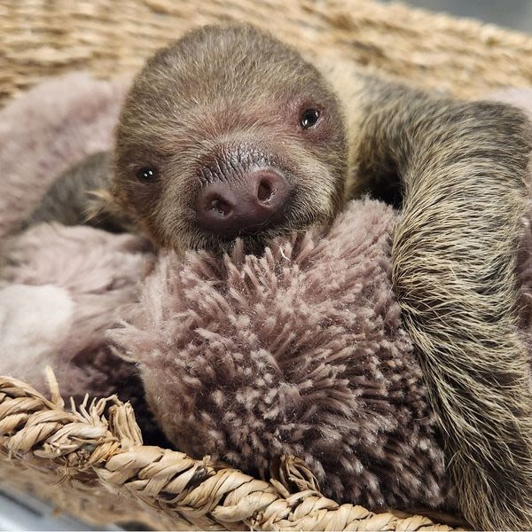 Roger Williams Park Zoo shares the passing of Nicko, baby two-toed sloth | ABC6
