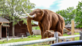 Kids like seeing ice age animals in action in visit to Wildlife Safari Park in Ashland